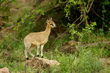 klipspringer